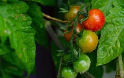 Comment faire pousser des tomates dans son jardin ?