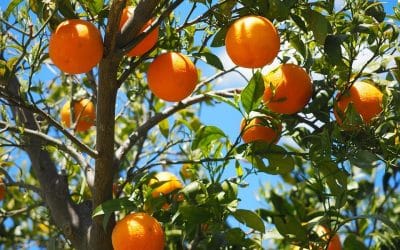 Quels sont les arbres fruitiers adaptés au climat méditerranéen ?