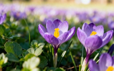 Culture, plantation et entretien du crocus : guide complet