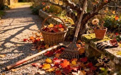 Soins du jardin en novembre : astuces et conseils