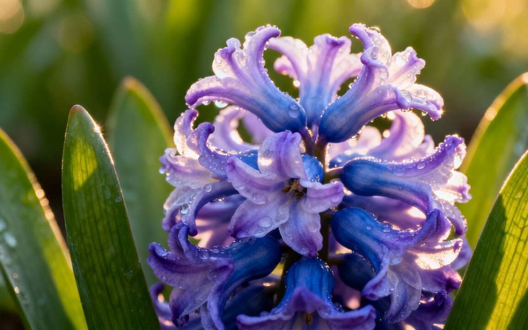 Jacinthe : conseils de Plantation et Entretien