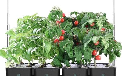 Test du jardin d’intérieur iDOO I-D-01 : culture hydroponique simplifiée