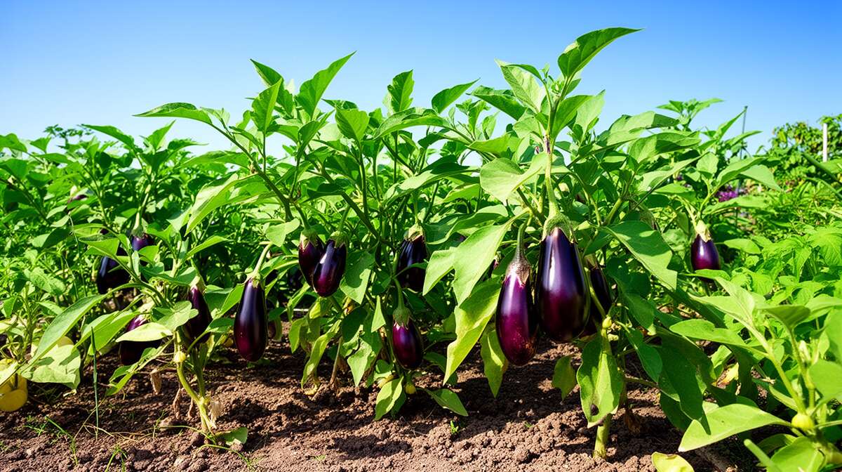 Planter les aubergines au potager Planter les aubergines au potager