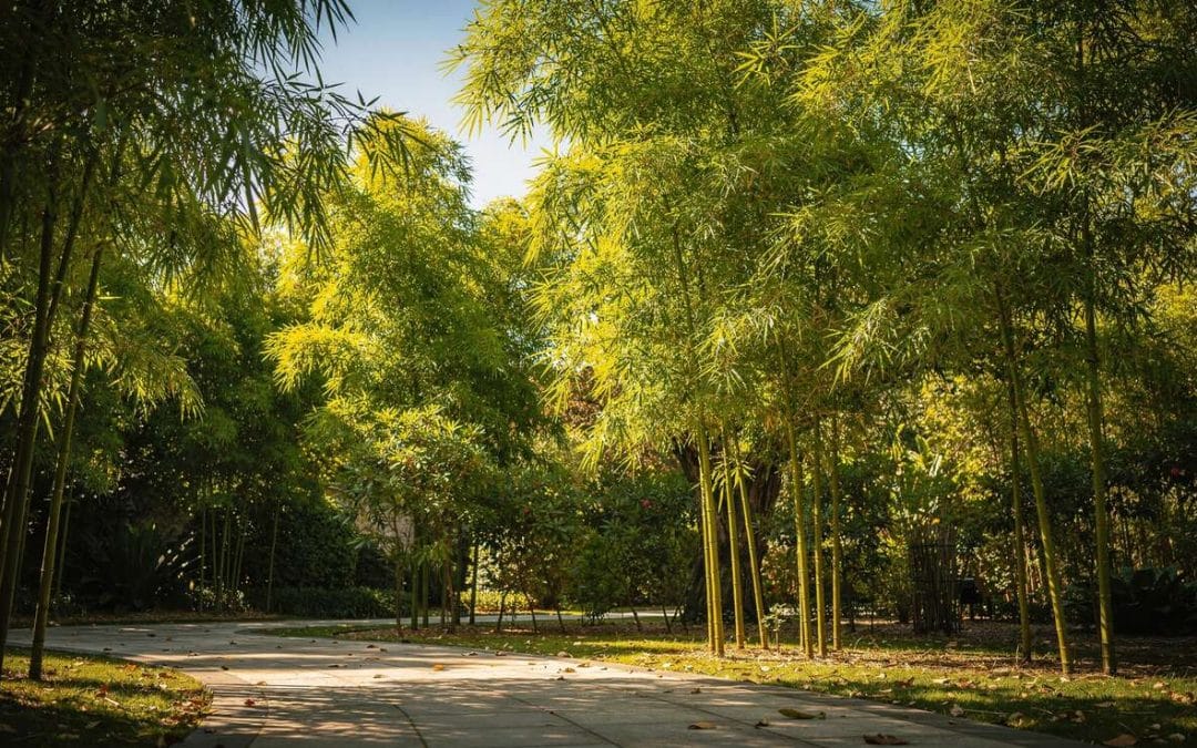 Conseils essentiels avant de planter du bambou