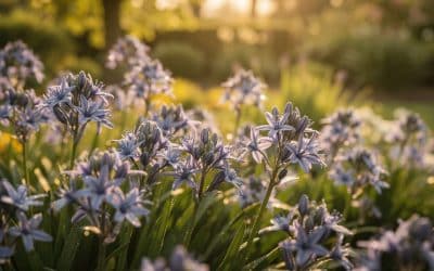 Comment cultiver la triteleia au jardin ?