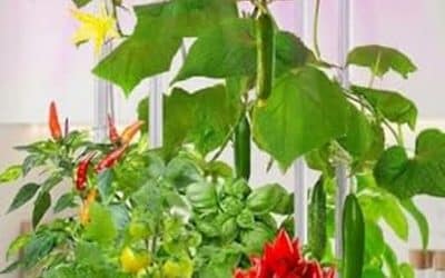 Test du système hydroponique eSuperegrow avec LED