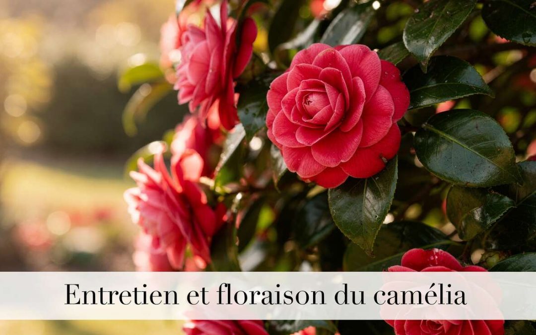 Entretien et floraison du camélia : guide complet pour une plantation réussie