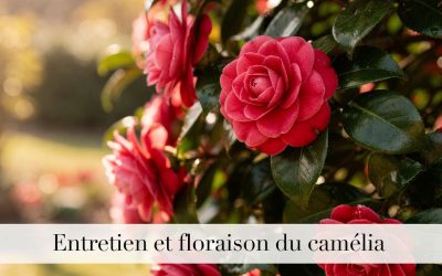 Entretien et floraison du camélia : guide complet pour une plantation réussie