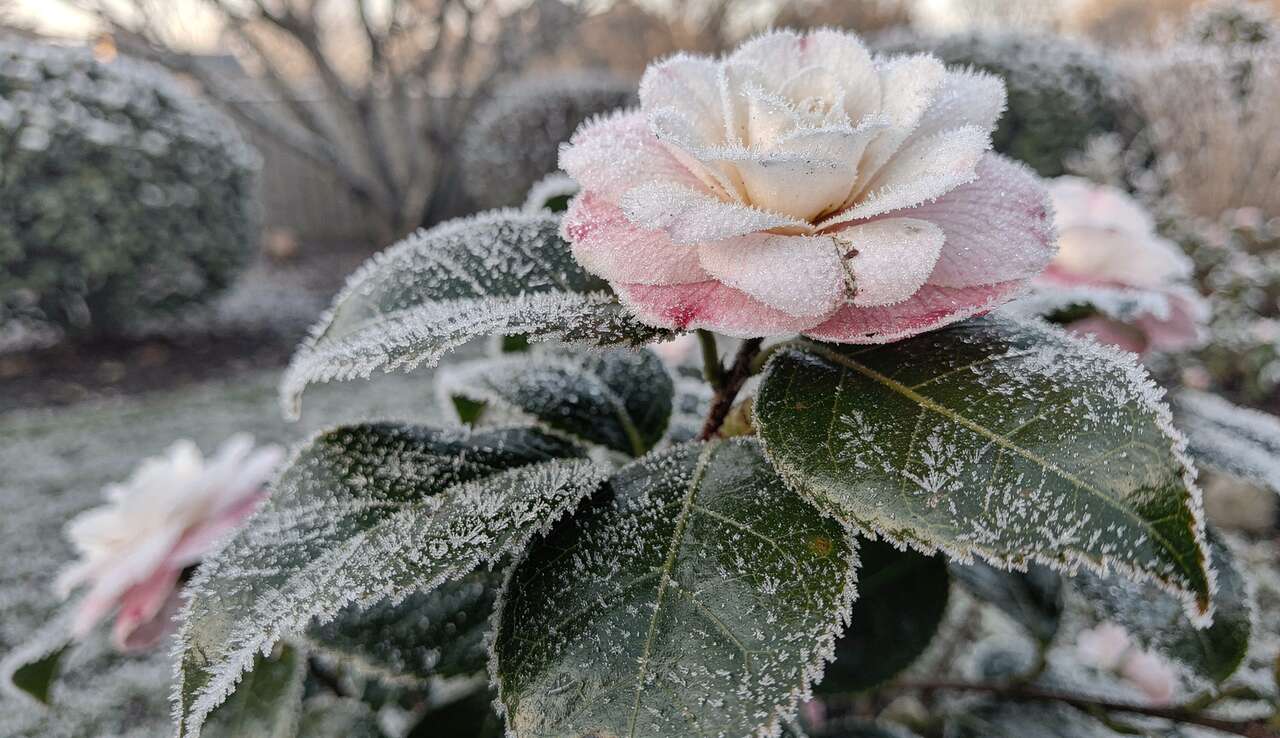 Prot&eacute;ger le cam&eacute;lia en hiver