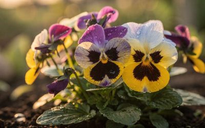 Pensée : guide de plantation et entretien