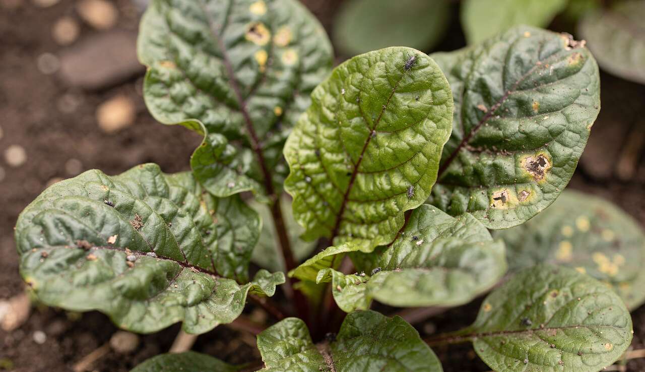 Principales maladies et ravageurs &agrave; surveiller