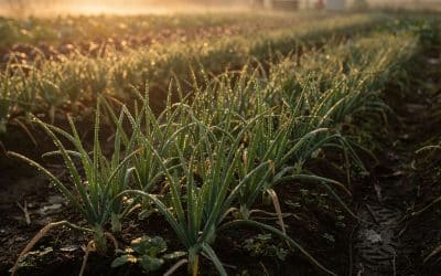 Comment et quand cultiver des oignons au potager ?