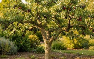 Prunier : comment et Quand Tailler et Planter ?