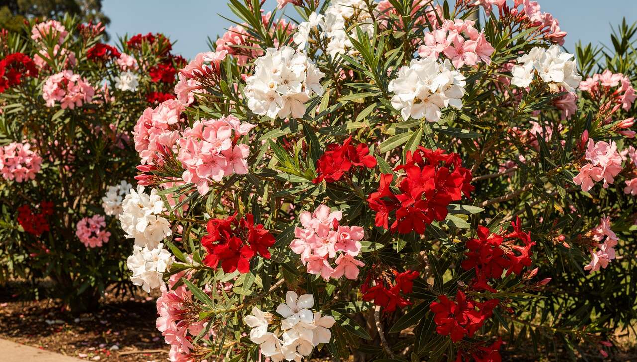 Pr&eacute;sentation et vari&eacute;t&eacute;s de laurier rose