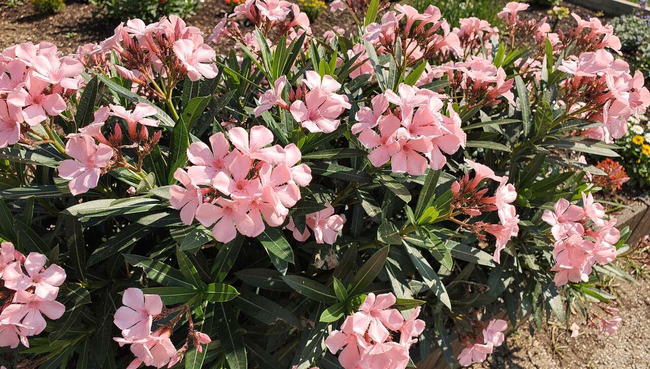 Astuces pour une haie de laurier rose