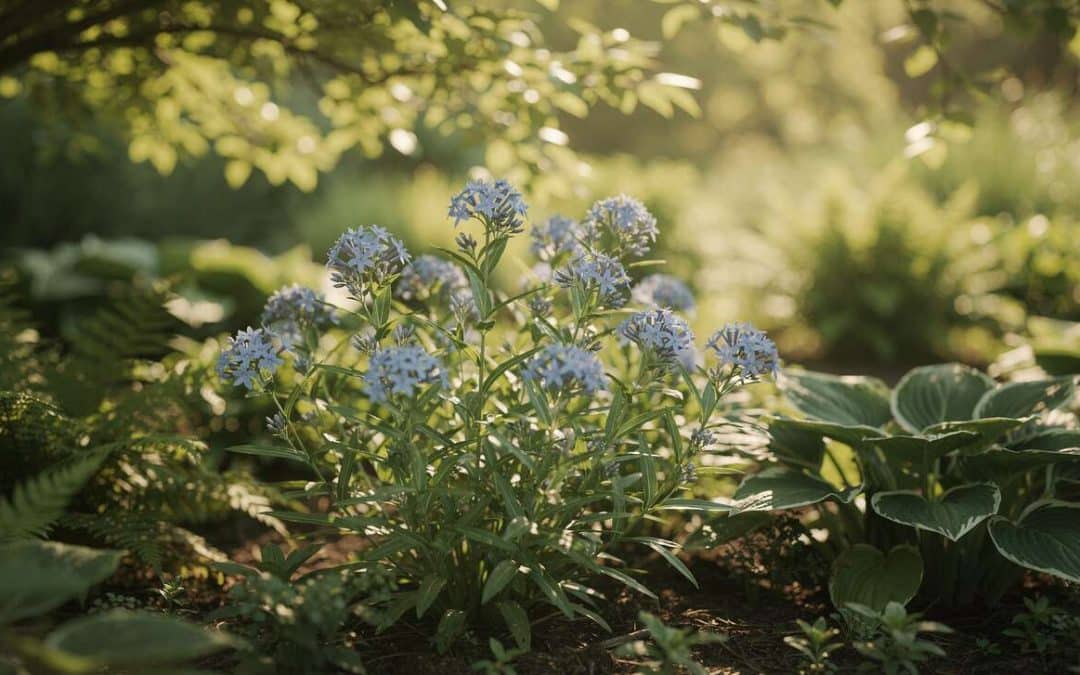 Comment cultiver l'amsonie dans le jardin ?