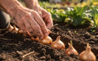 Planter des oignons : nos conseils pratiques
