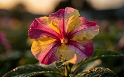 Planter et entretenir la belle de nuit : guide complet