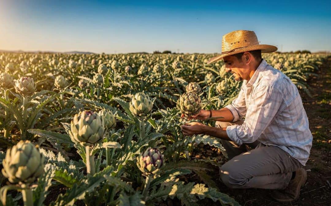 Culture de l'artichaut : plantation et semis