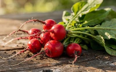 Les bienfaits et vertus santé du radis