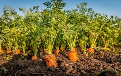 Plantation et entretien des carottes : guide complet