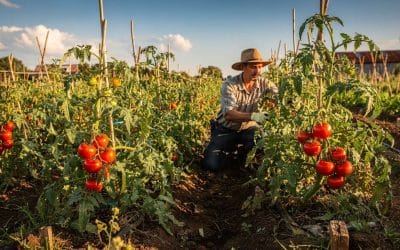 « Culture et entretien de la tomate : guide pratique »