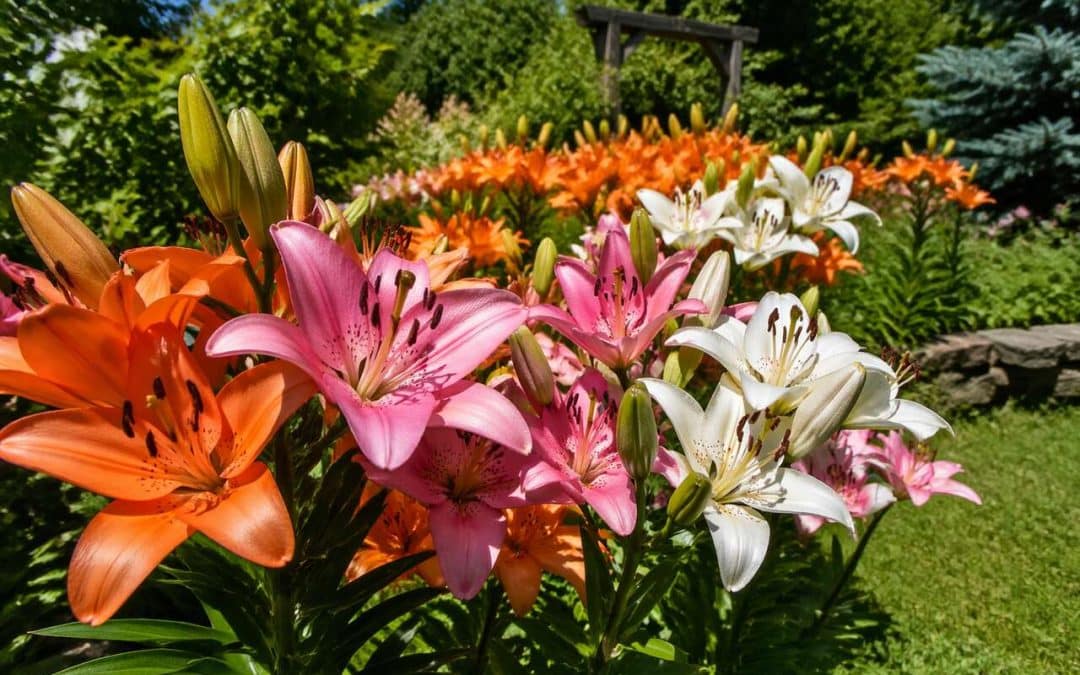 Embellissez votre jardin : cultiver des lis asiatiques