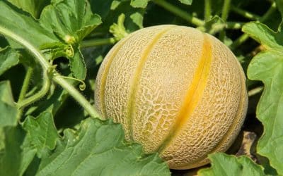 Melon : plantation, taille et entretien