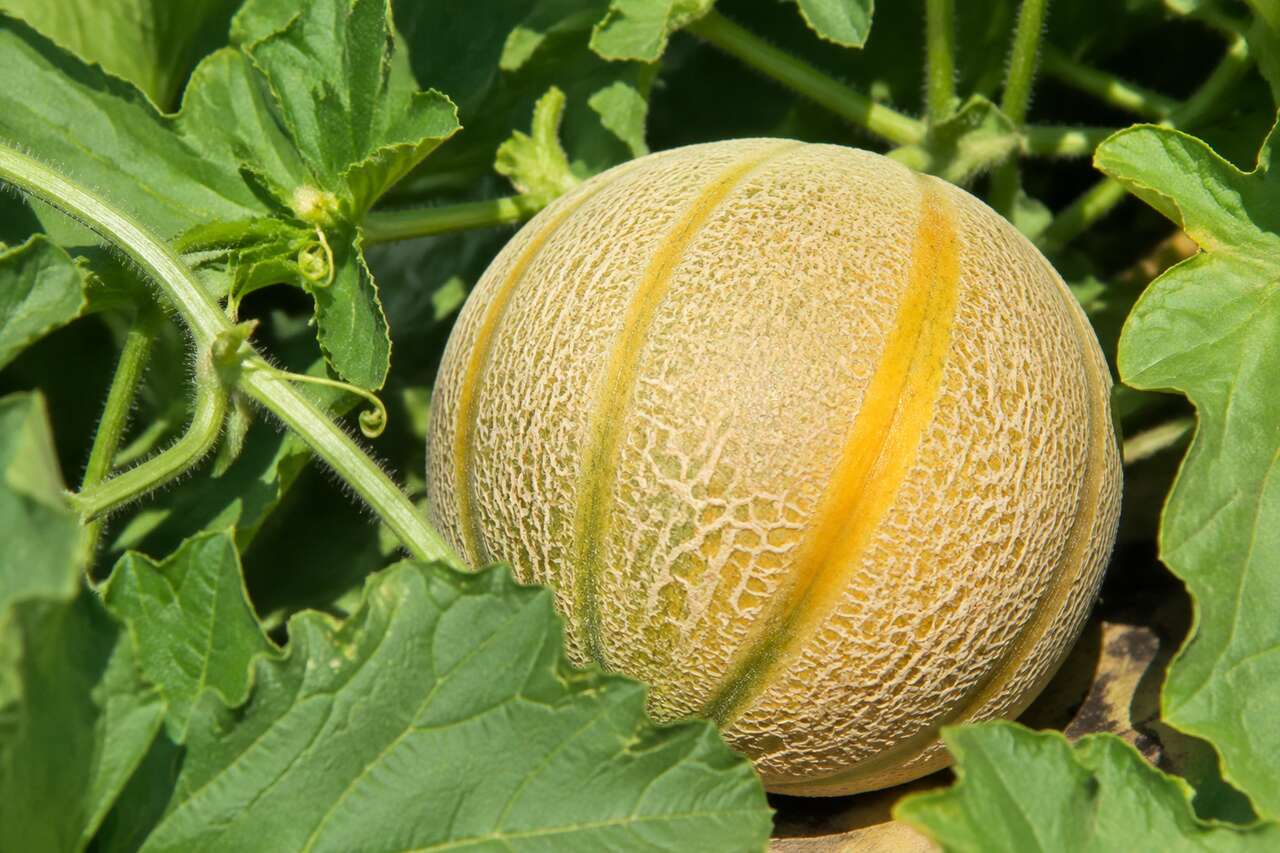 Melon : plantation, taille et entretien