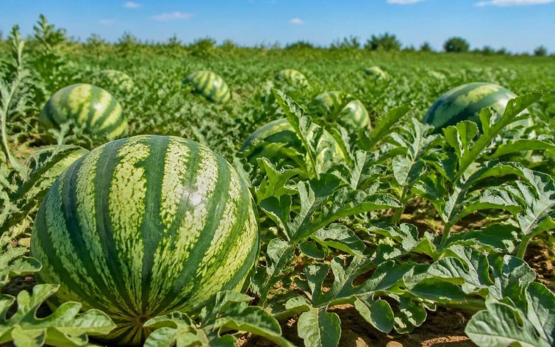 Plantation et entretien de la pastèque : guide complet