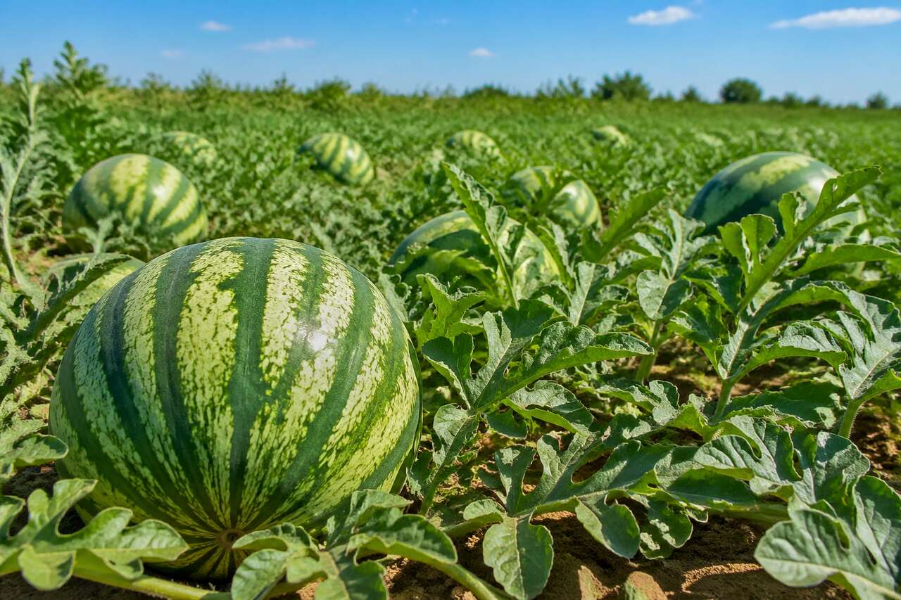 Plantation et entretien de la pastèque : guide complet