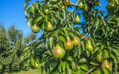 Comment cultiver un poirier : guide complet
