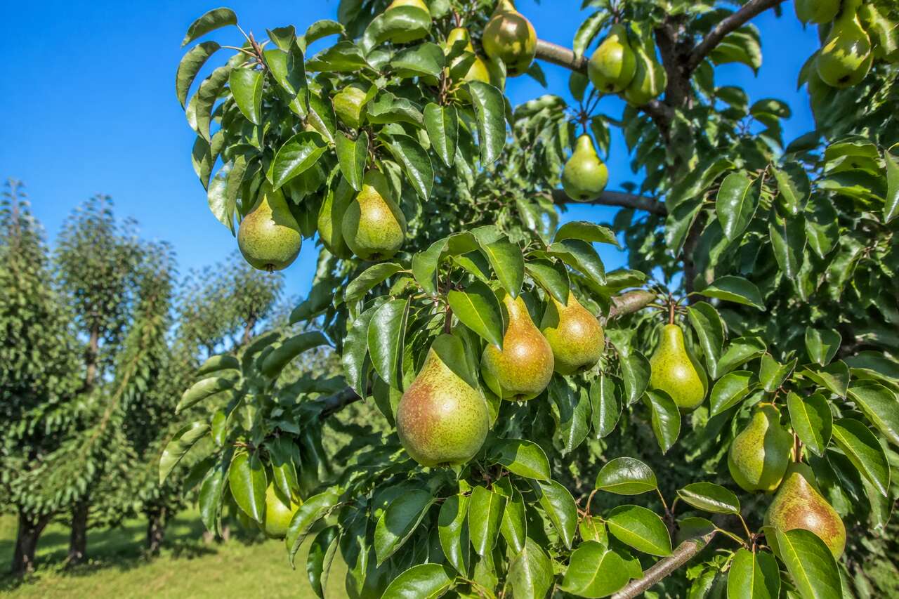 Comment cultiver un poirier : guide complet