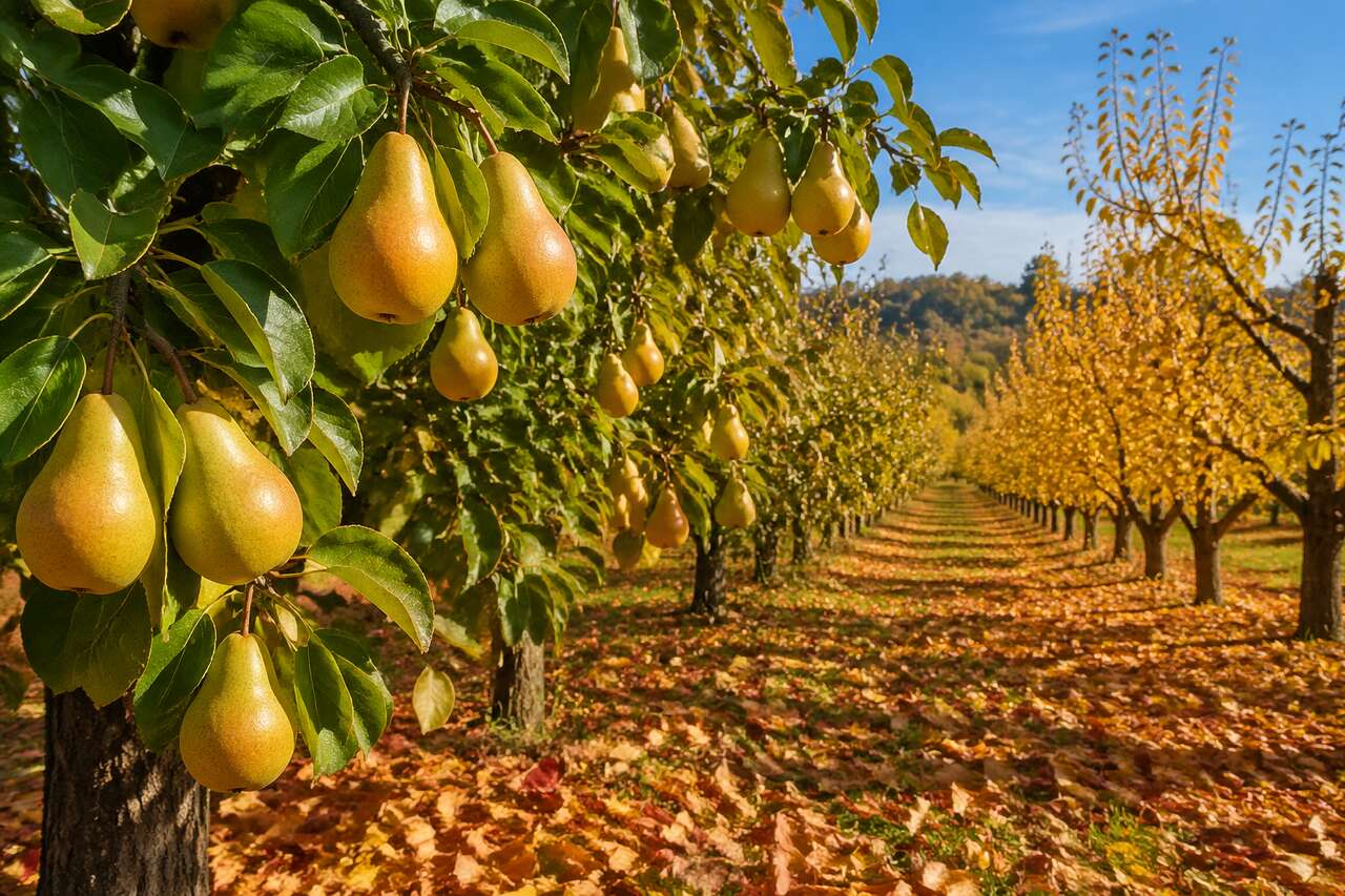 R&eacute;colter et conserver les poires corretamente