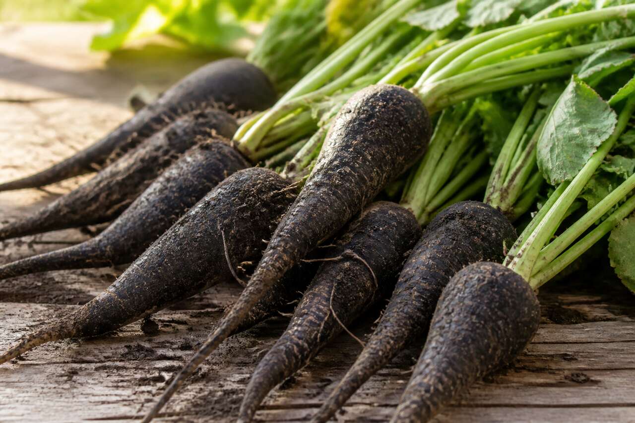 Utilisation culinaire et bienfaits nutritionnels du radis noir