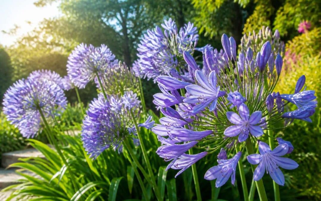 Agapanthe : plantation, entretien et culture réussie
