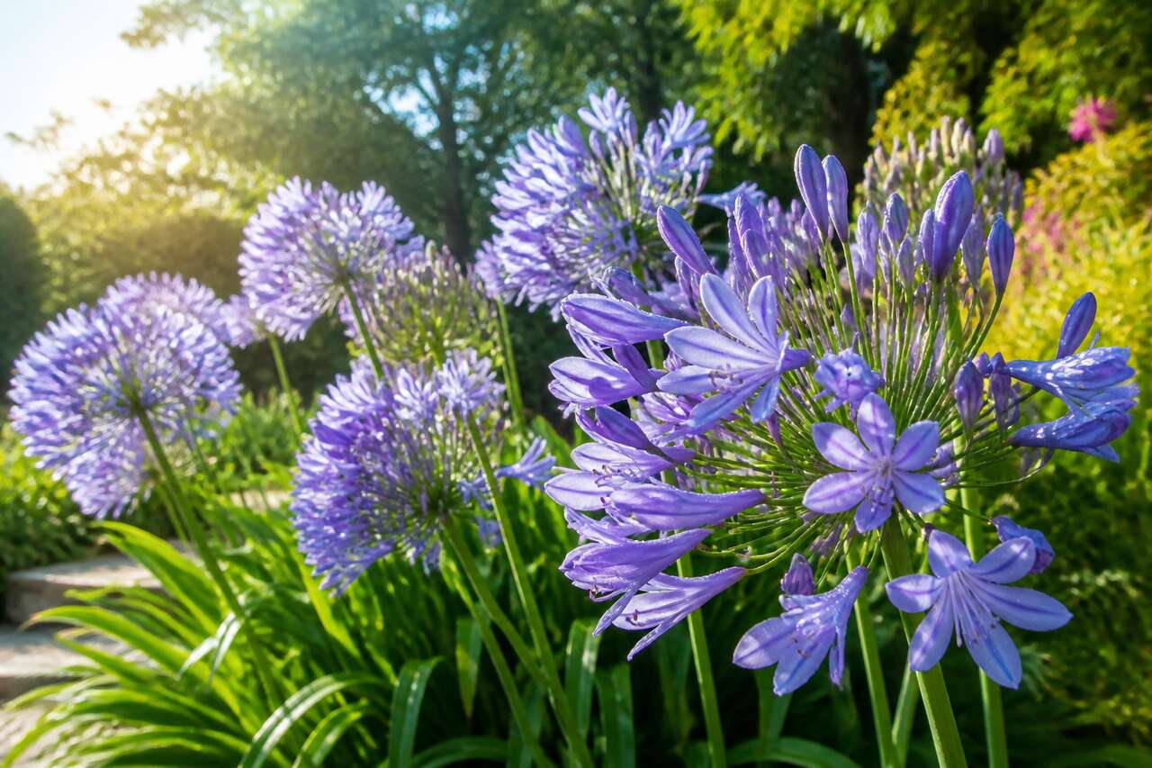 Agapanthe : plantation, entretien et culture réussie