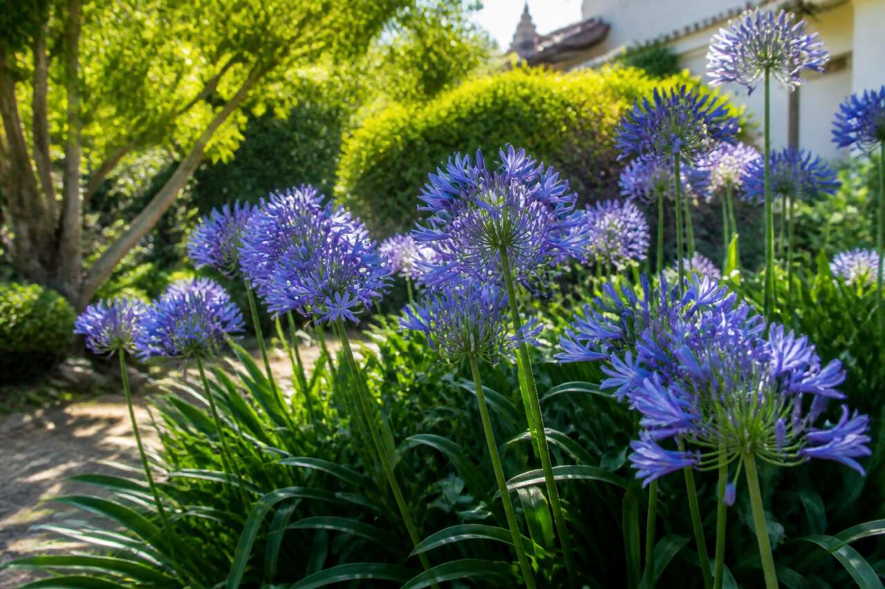 Utilisations et associations de l&rsquo;agapanthe dans le jardin