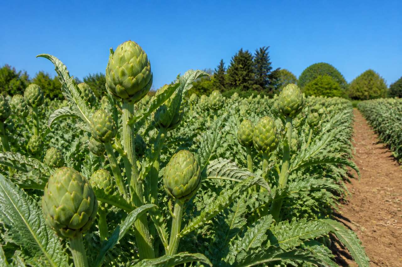 Techniques de semis et plantation des artichauts