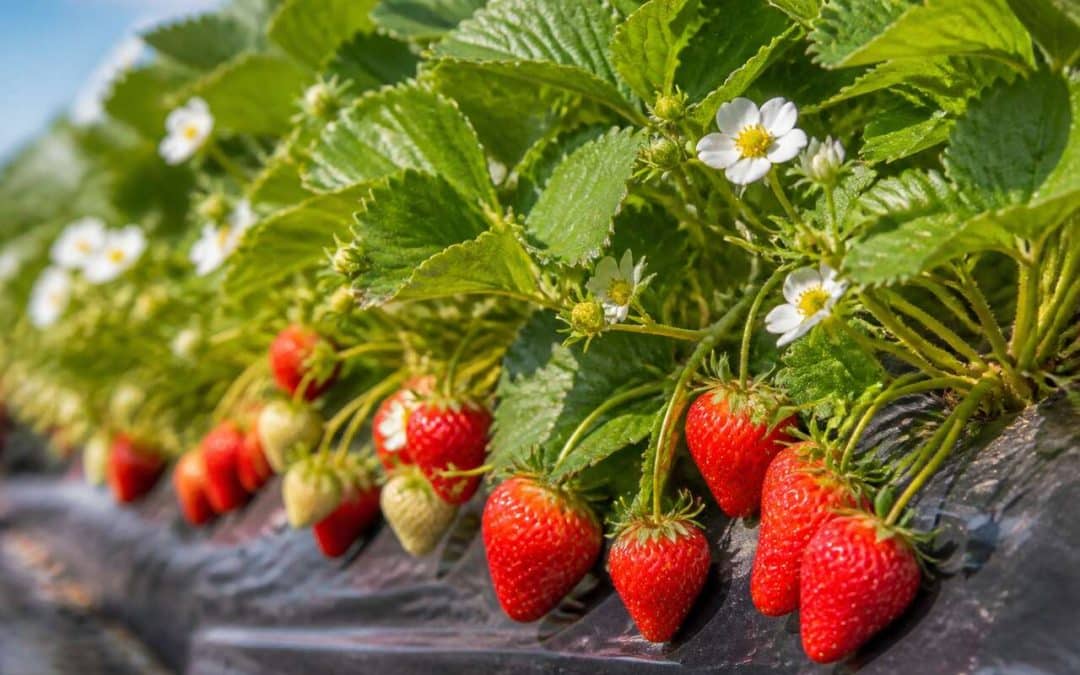 Culture et entretien des fraisiers : guide complet
