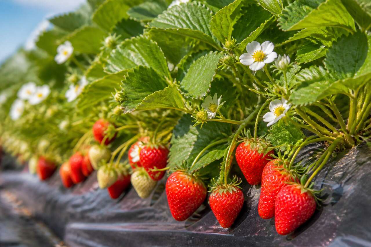 Culture et entretien des fraisiers : guide complet