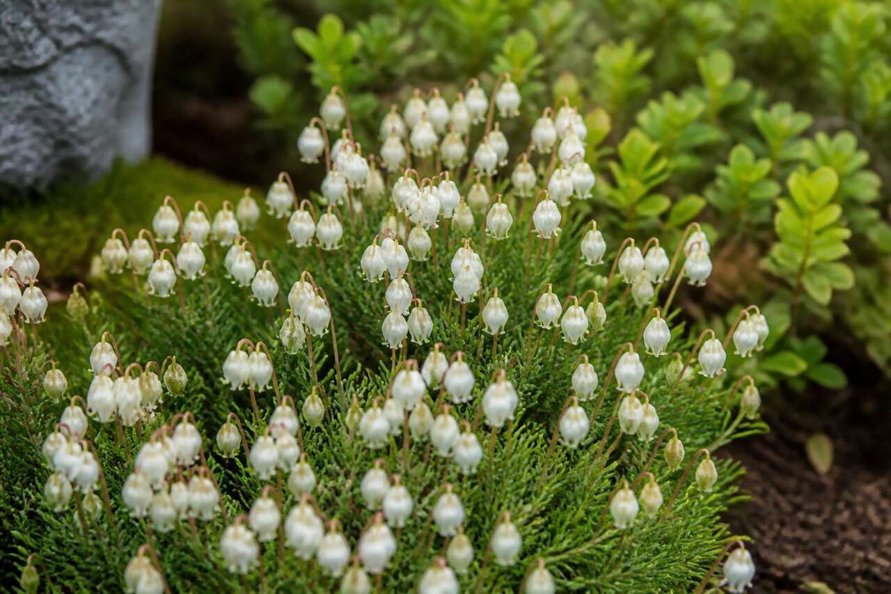 Comment planter le cassiope ? Comment planter le cassiope ?