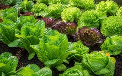 Conseils pour planter et cultiver la salade