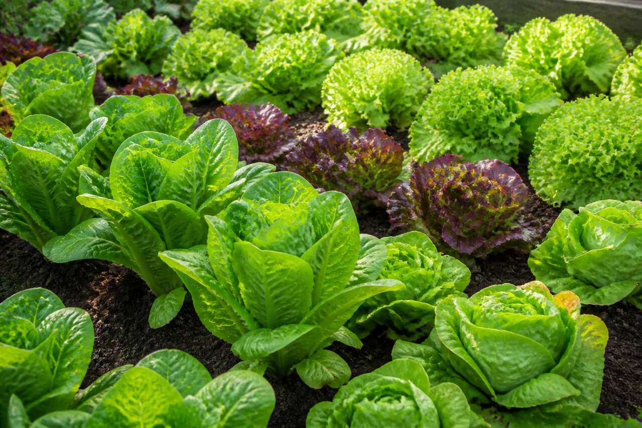Conseils pour planter et cultiver la salade