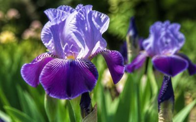 Plantation et entretien des iris : guide complet