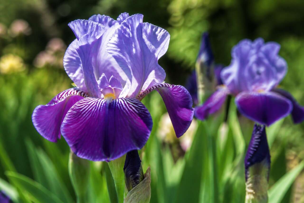 Plantation et entretien des iris : guide complet