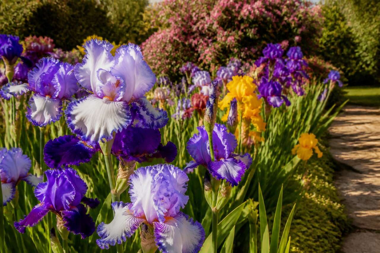 Inspirations d'associations pour un jardin harmonieux Inspirations d'associations pour un jardin harmonieux