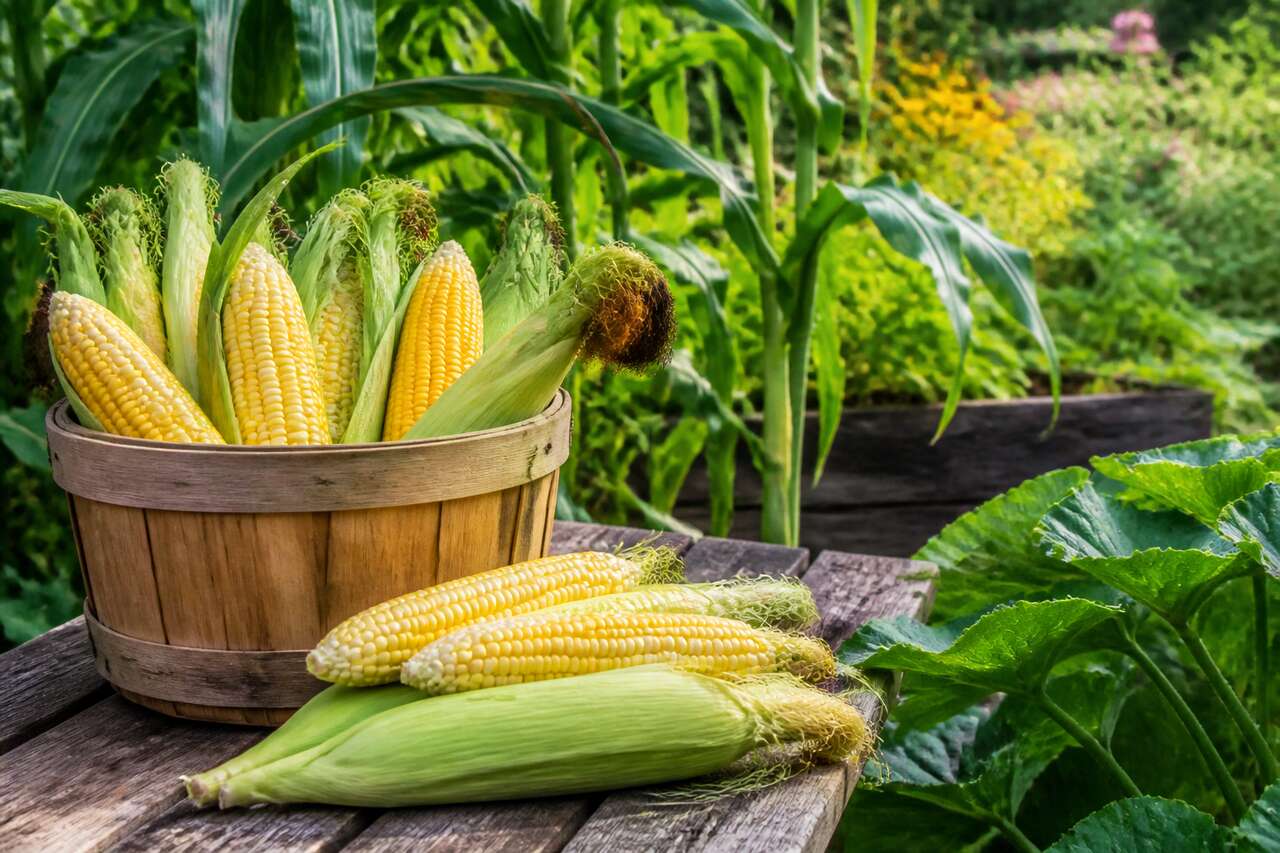 Récolter et conserver les épis de maïs sucré Récolter et conserver les épis de maïs sucré