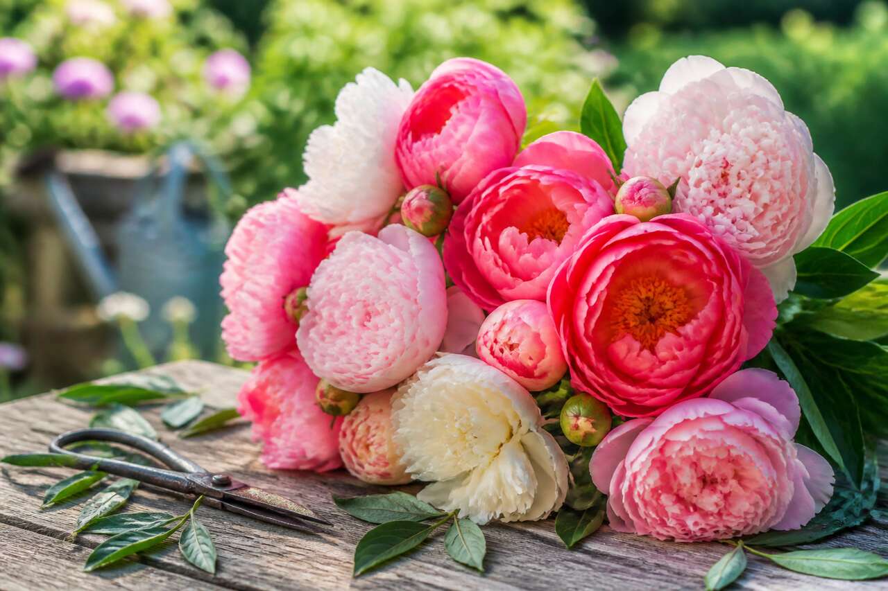 Créer de magnifiques bouquets de pivoine : conseils et astuces