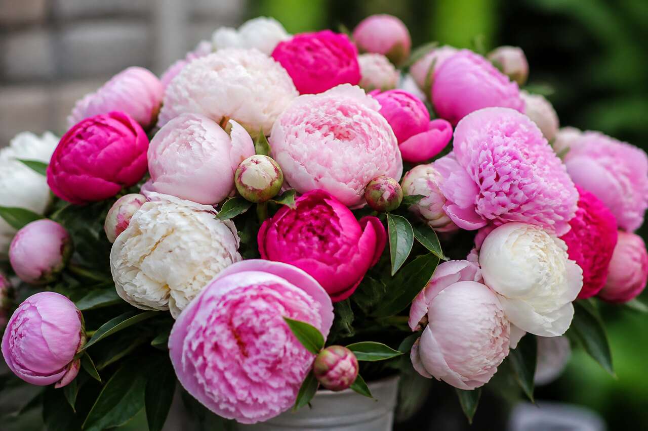 Choisir les meilleures pivoines de saison Choisir les meilleures pivoines de saison